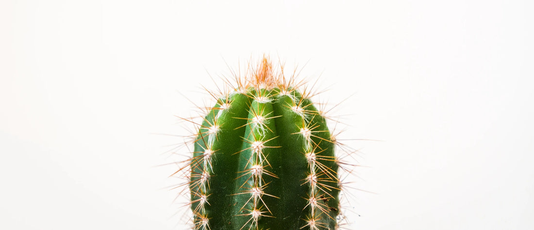 Kaktus - Kurkkukipu Nettiapteekki